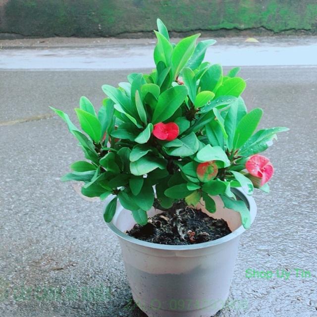 Xương Rồng Bát Tiên