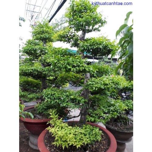 Cây Mai Chiếu Thủy, cây phôi bonsai