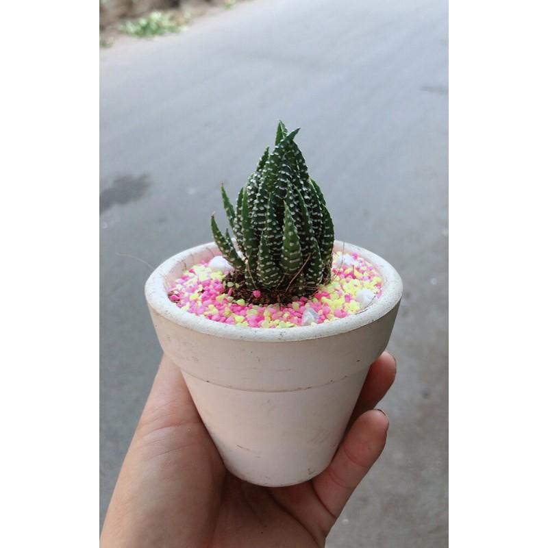 Chậu Móng Rồng Búp