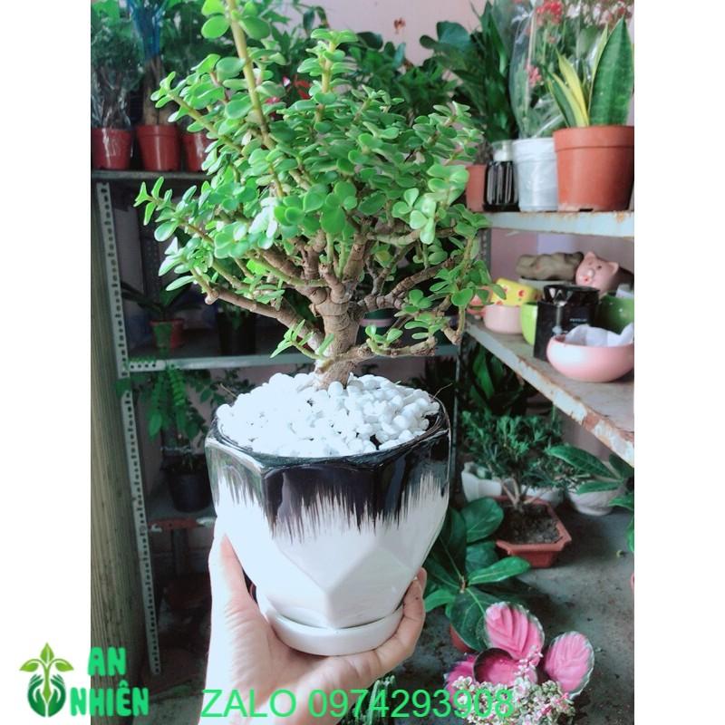 Chậu Cây Cành Vàng Lá Ngọc