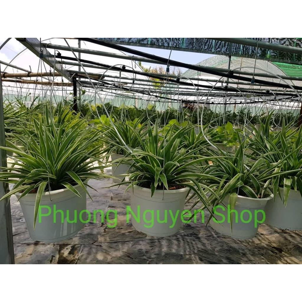 03 Cây Nhện Treo Thanh Lọc Không Khí 981SP 681sp