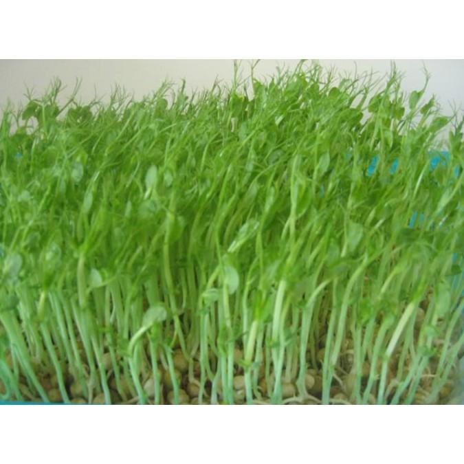 50gr hạt giống mầm rau muống Thái