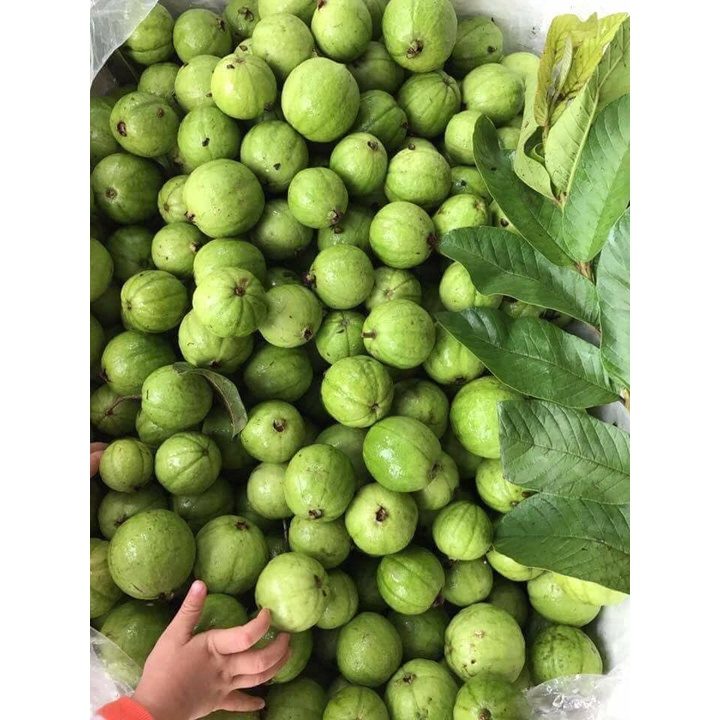 Cây giống Ổi Găng Đông Dư