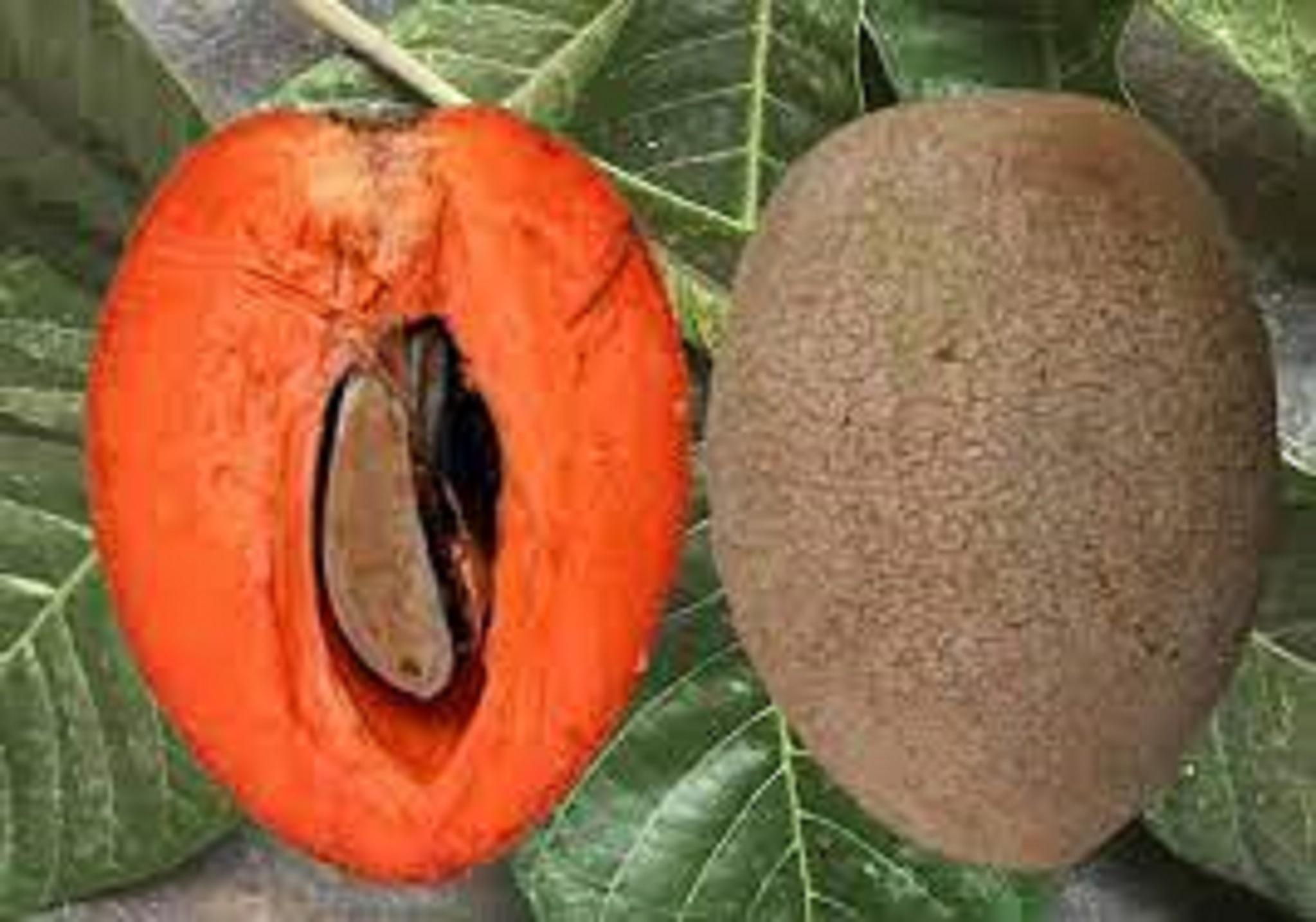 CÂY GIỐNG HỒNG XIÊM RUỘT ĐỔ KHỔNG LỒ
