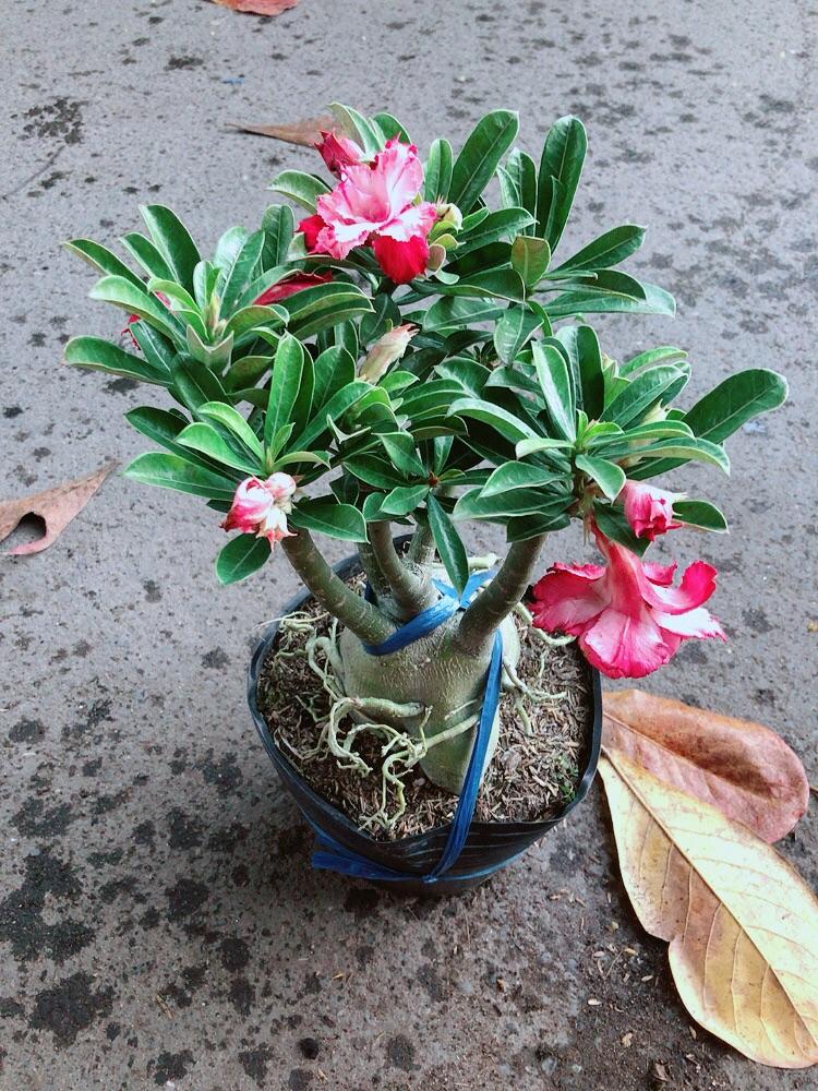 Cây Sứ Thái