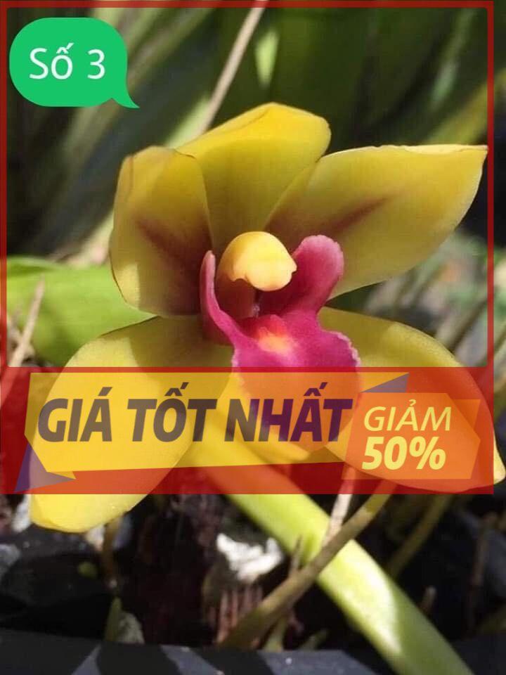 1 THÂN HOA LAN KIẾM THÁI LAN - MẶT HOA XỔ SỐ UY TÍN CHẤT LƯỢNG