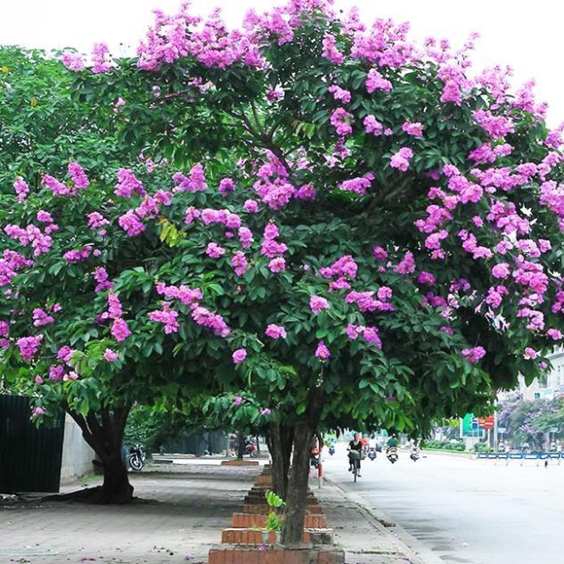 CÂY GIỐNG BẰNG LĂNG TÍM, CAM KẾT CHUẨN GIỐNG F1 + Tặng 01 cây dâu da đất