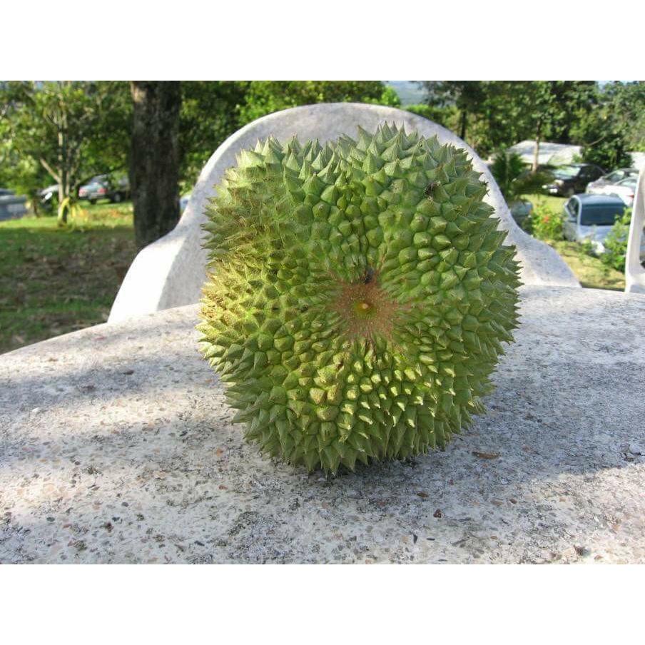 CÂY GIỐNG SẦU RIÊNG BLACK THORN