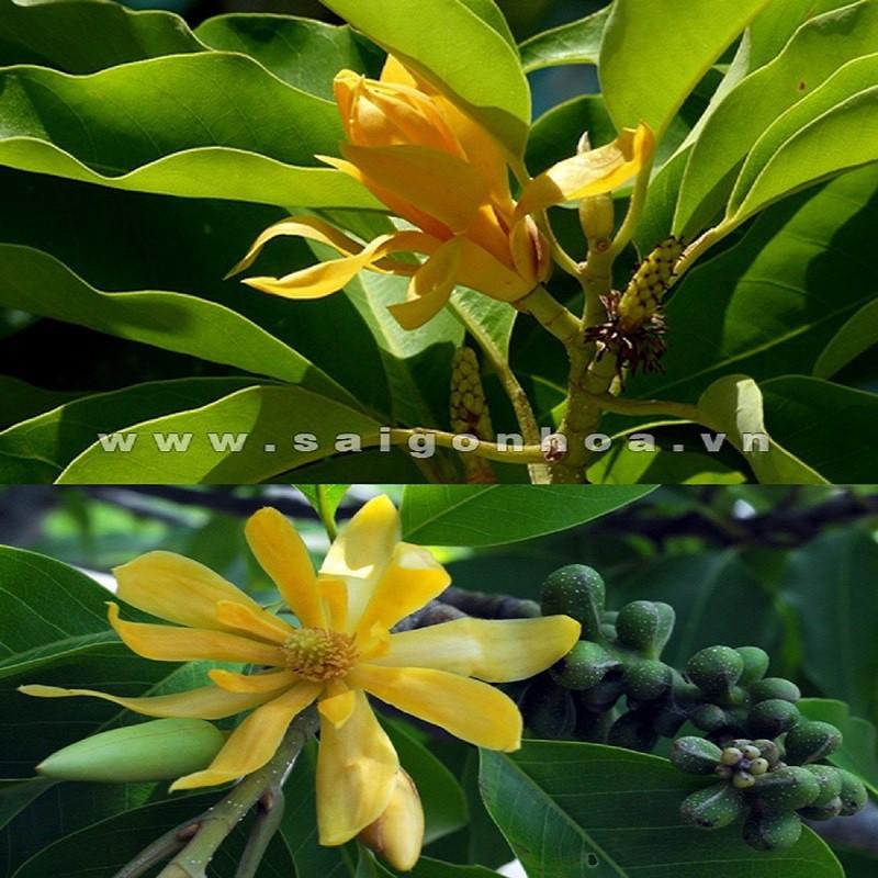 BẦU CÂY GIỐNG CÂY NGỌC LAN HOA VÀNG