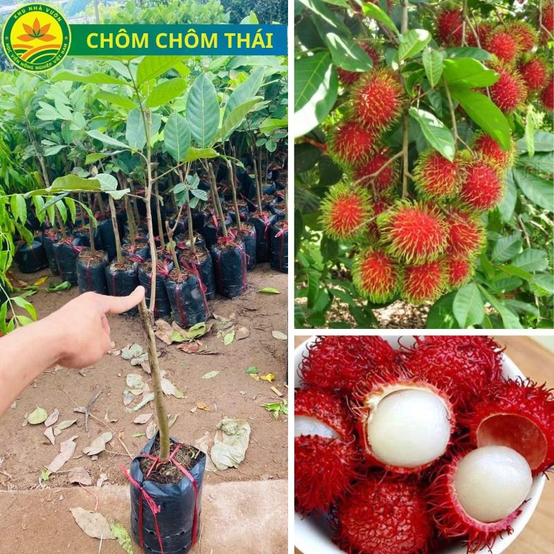 Cây giống Chôm Chôm Thái lan siêu quả, cây giống thế hệ mới chất lượng cao, cây giống khỏe, ít sâu bệnh hại