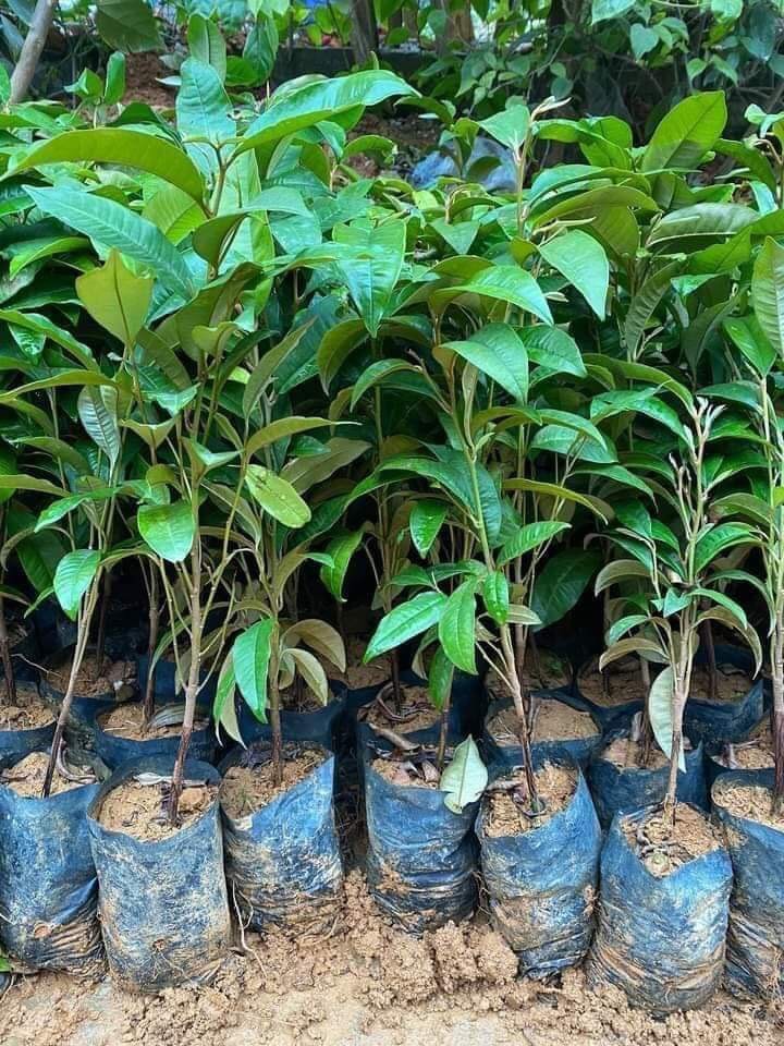 Cây Hoa Sữa Giống
