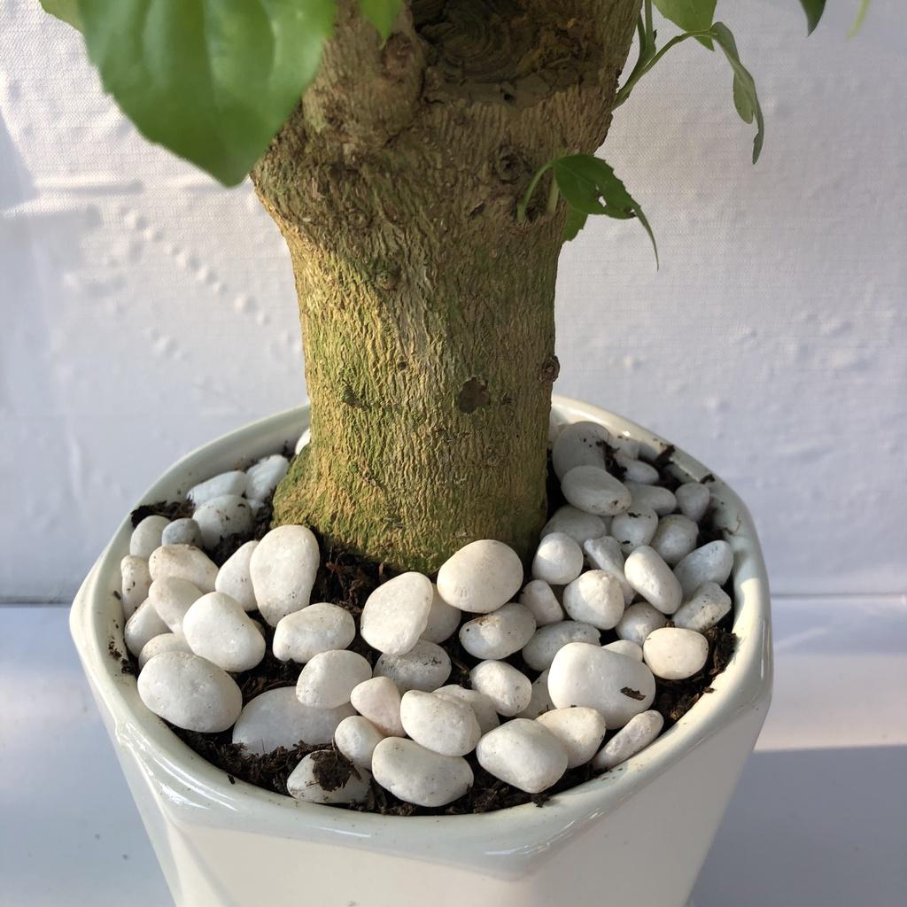 Cây hạnh phúc 1 thân không kèm chậu, Cao 30cm, thích hợp để bàn làm việc