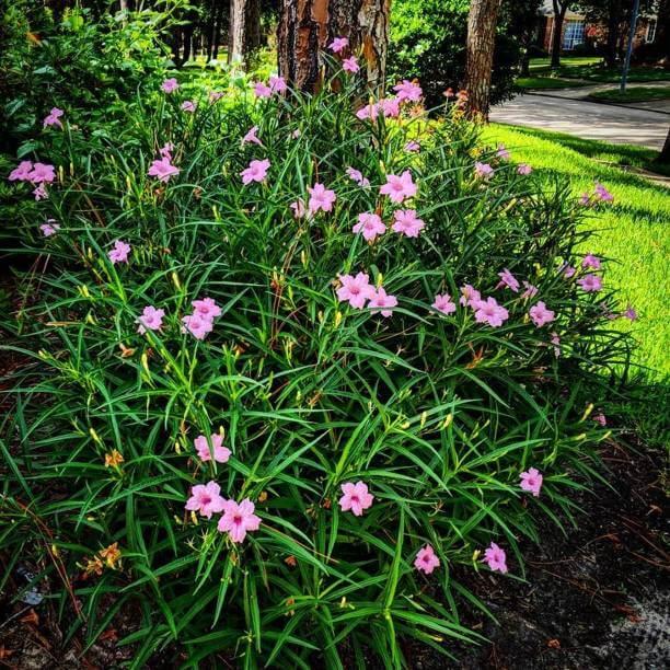 Cây Ruellia angustifolia Mexico Pink (Cỏ Cảnh Mexico) chậu nhựa 8cm