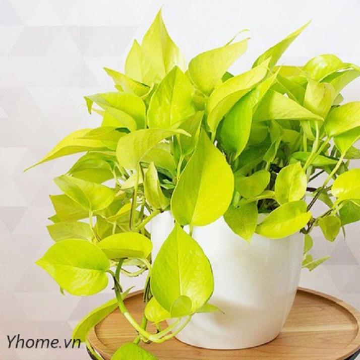 CHẬU CÂY TRẦU BÀ VÀNG ,LOÀI CÂY SANG TRỌNG, QUÝ PHÁI, VƯỢNG TÀI LỘC CHO GIA CHỦ