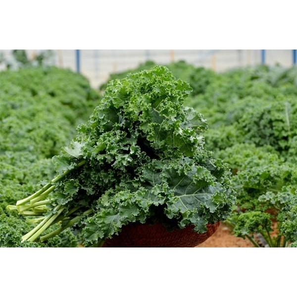 Hạt Giống Cải Xoăn Kale - Trồng Rau Xanh Rau Sạch Bằng Đất Sạch, Xơ Dừa Và Phân Bón Hữu Cơ