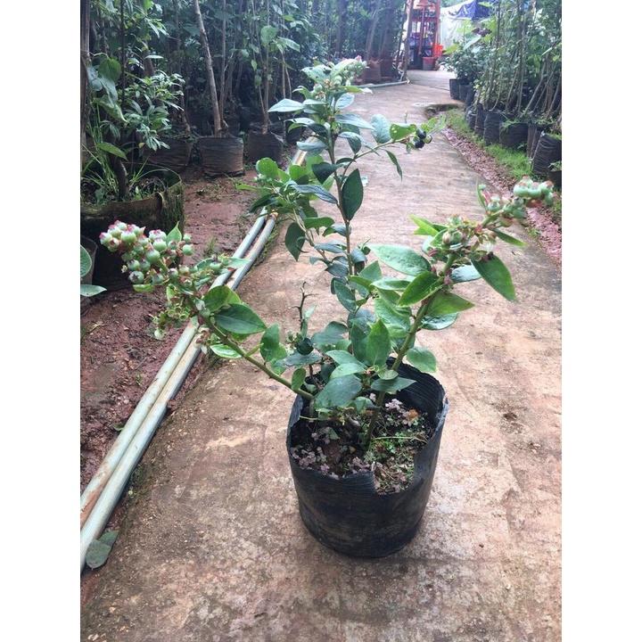 Cây giống việt quất lùn tứ quý, ra hoa, ra trái 4 mùa