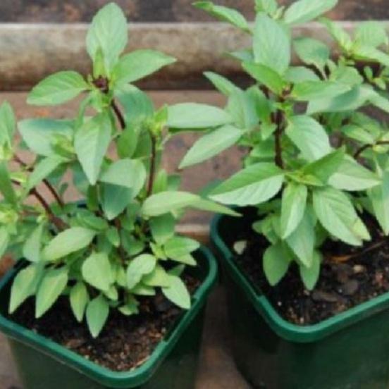 Combo 3 gói Hạt giống rau húng quế -gói 2 gram-tặng kèm 1 gói phân bón