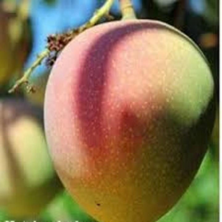 CÂY GIỐNG XOÀI TÍM SIÊU QUẢ