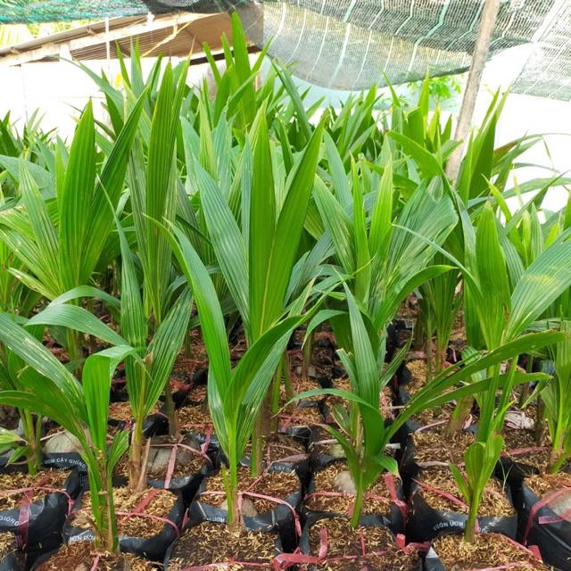 CÂY GIỐNG DỪA XIÊM LÙN