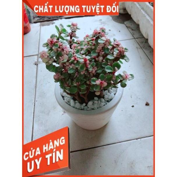 Chậu Sen Đô La