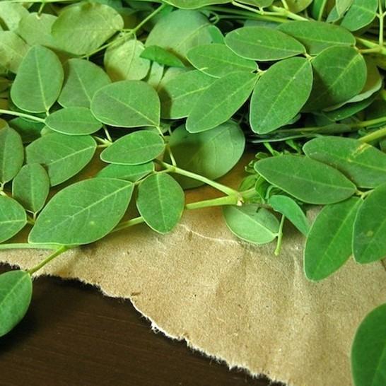 Hạt giống cây chùm ngây F1 - 20 hạt/gói