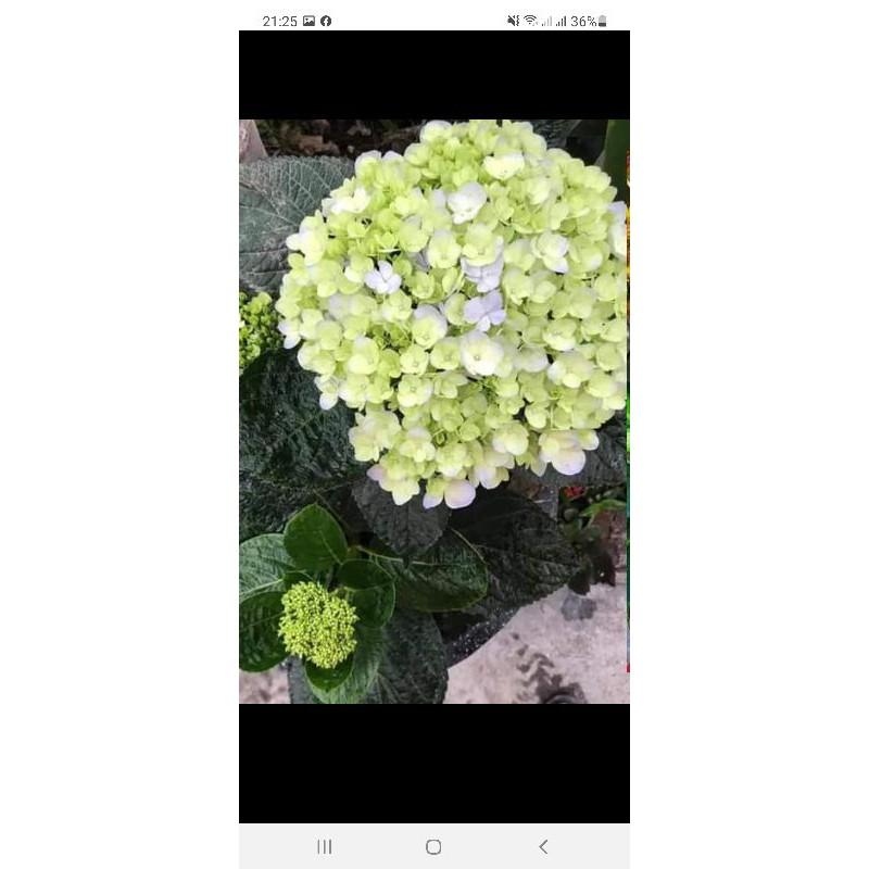 Cẩm tú cầu cây giống