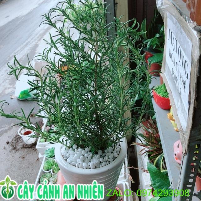 Chậu hương thảo