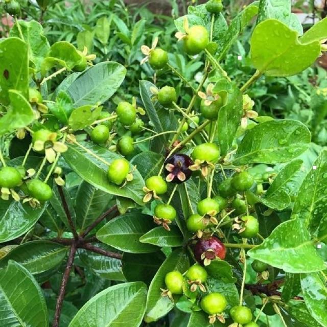 Cây giống cherry Brazin chịu nhiệt