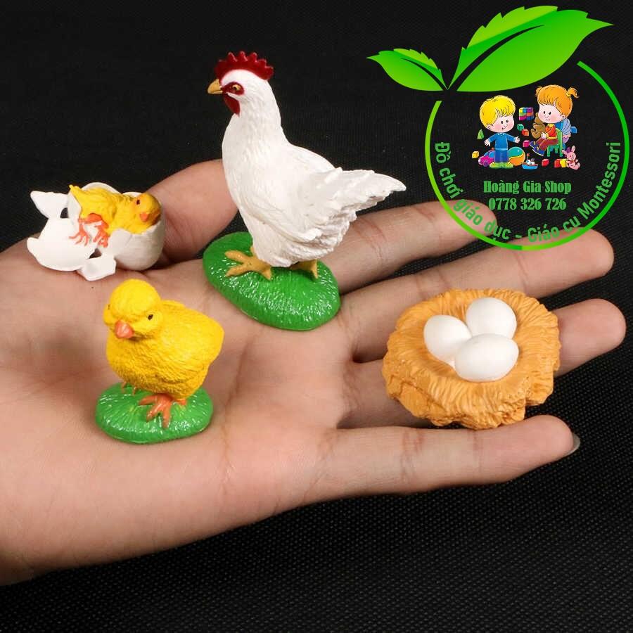 Mô hình vòng đời của gà - Chicken Life Cycle