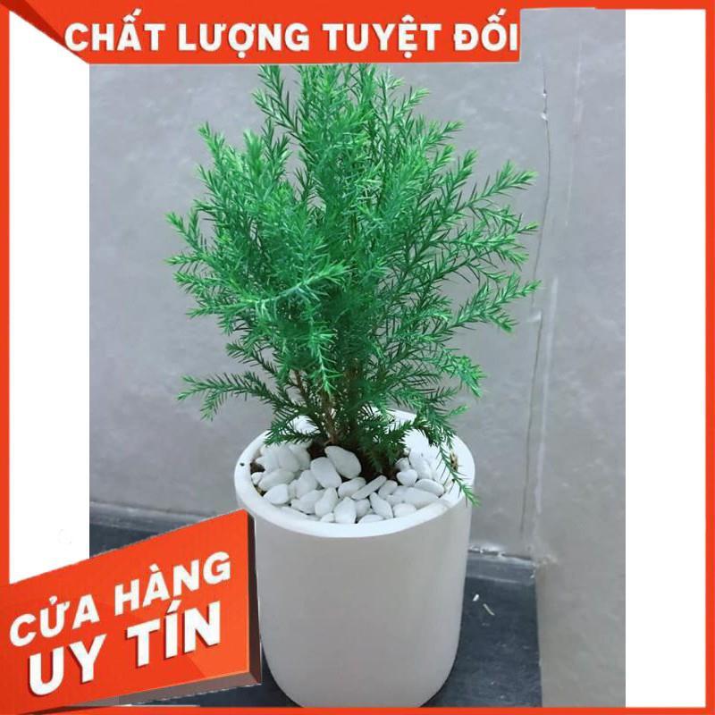 Tùng bồng lai và chậu sứ tráng men Nhiều Người Mua