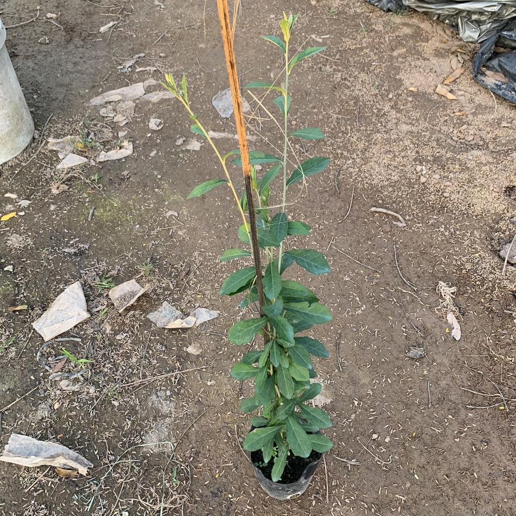 Chậu hoa lan hoàng dương treo rủ dài 30cm, cây hoa chuỗi vàng nở rực rỡ, trang trí treo ban công, sân vườn