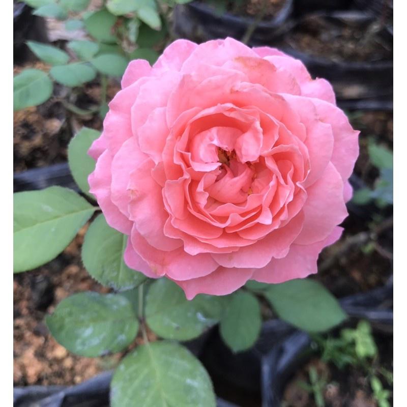Cây Hoa hồng Camelot rose- bầu to cây trưởng thành