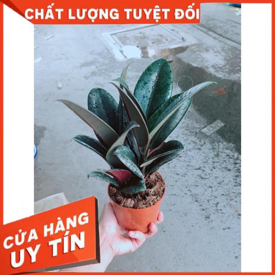 Cây Búp Đa Đỏ
