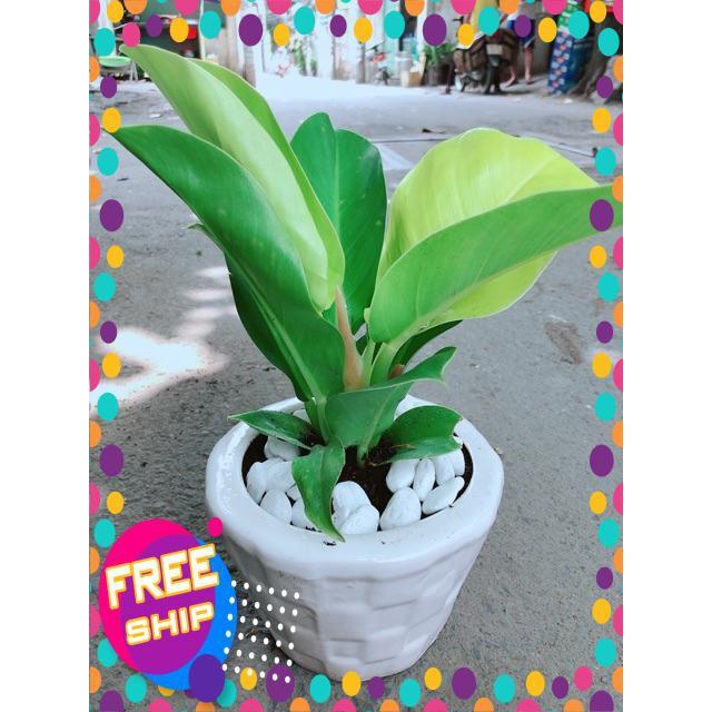 Chậu Trầu Bà Đế Vương