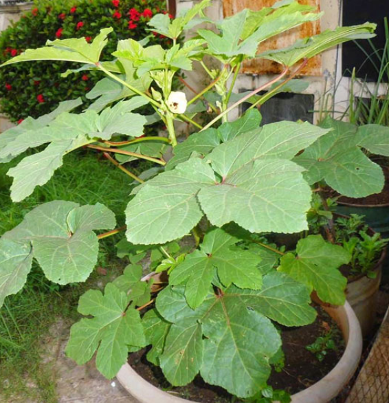 Hạt giống đậu bắp xanh cao sản