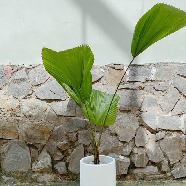 Chậu Cây Cọ Kiểng Cao Trên 1m