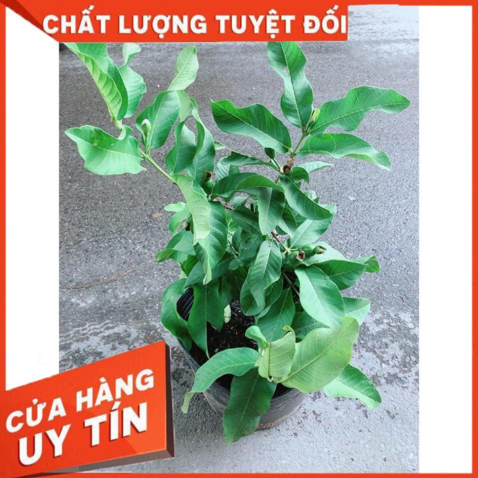 Cây Ổi Đang Có Quả Cây Khỏe