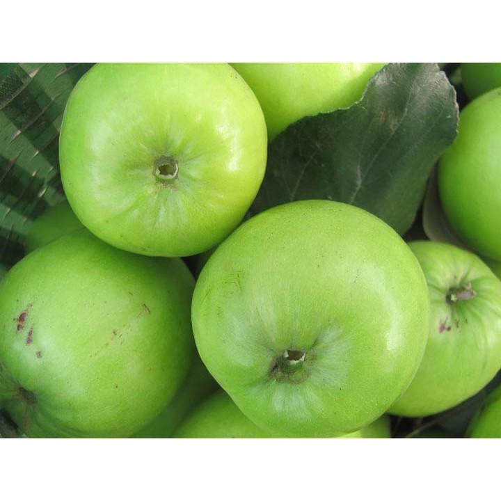 Cây giống Táo Đại cam kết chất lượng