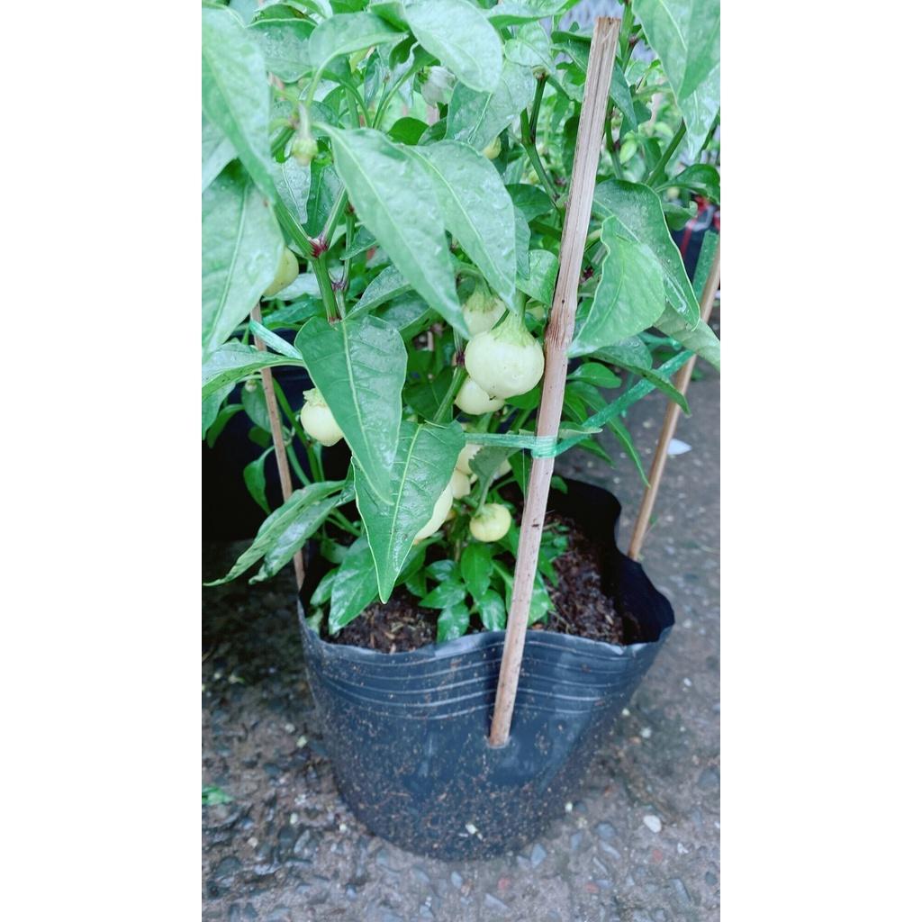 Cây Ớt Cà Trái Như Quả Cà