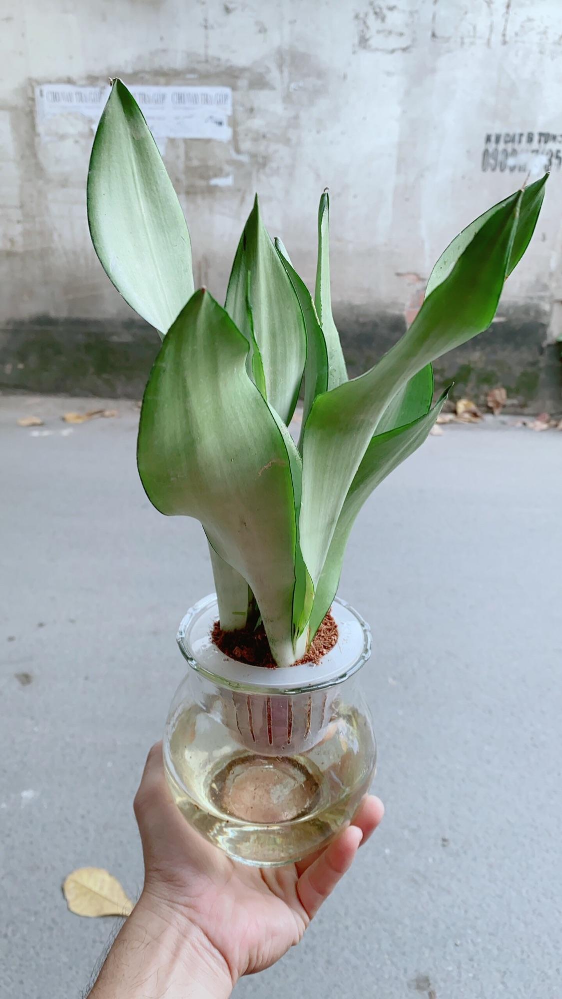 Chậu Lưỡi Hổ Bạc Thuỷ Canh