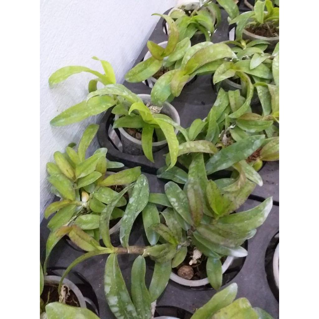 Phong lan phi điệp tây nguyên rễ khỏe, ấm chậu