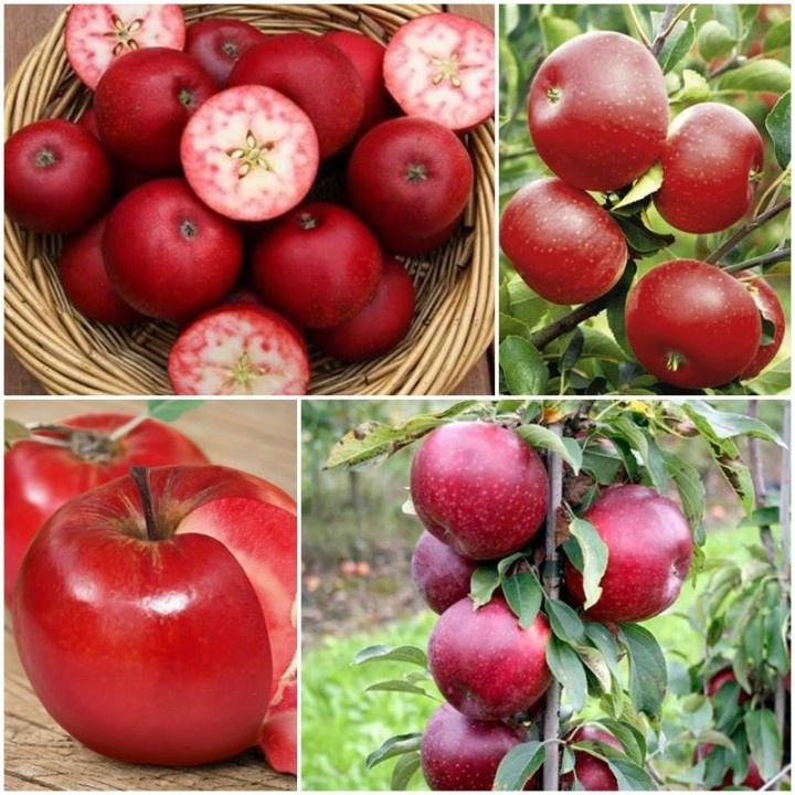CÂY GIỐNG TÁO TÂY ĐỎ LÙN