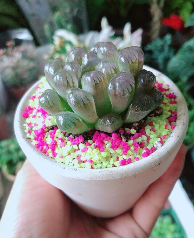 Chậu Cây Kim Cương Copi Màu Nâu