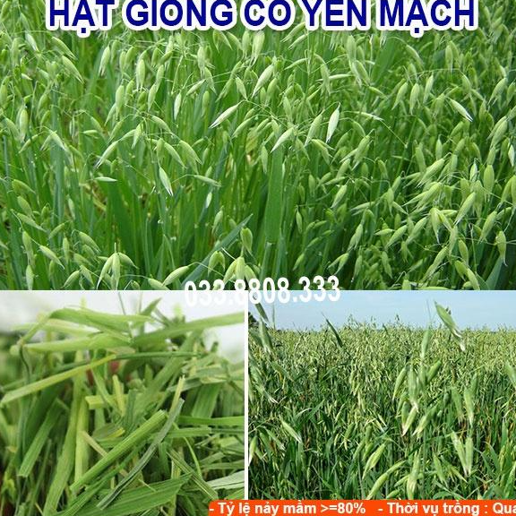 Hạt Giống Cỏ Yến Mạch 300g – Hạt Giống Cỏ Chăn Nuôi Chịu Lạnh Tốt - Chăn Nuôi Gia Súc Lớn và có thể dùng nuôi mèo