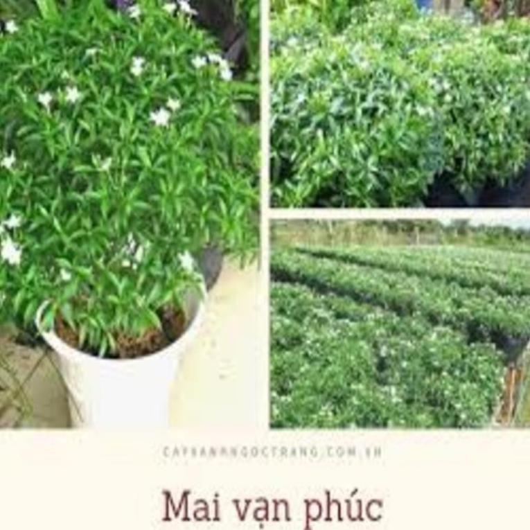 CÂY GIỐNG MAI VẠN PHÚC