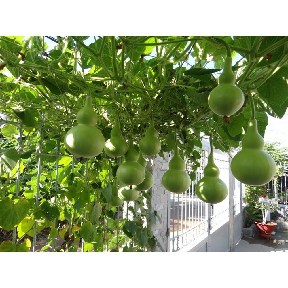 Gói 1g hạt giống bầu hồ lô
