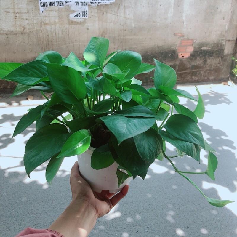 Trầu Bà Thái