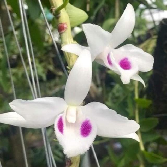 Phi điệp 5 cánh trắng 5ct HỌNG HỒNG