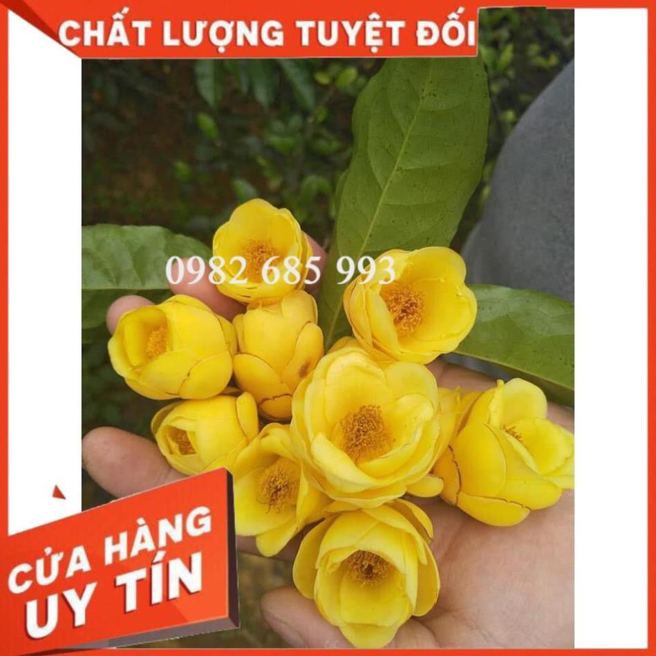 Cây Trà Hoa Vàng cành giâm