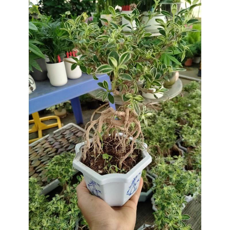 Bạch Tuyết Mai - Cây cảnh Bonsai để bàn + Tặng phân bón cho cây